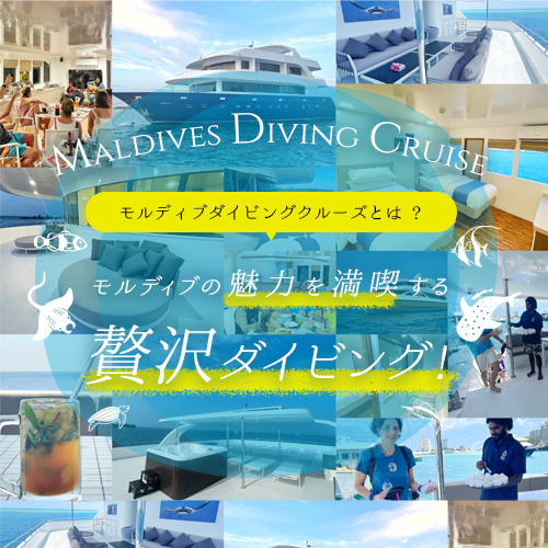 Maldives Diving Cruise モルディブの魅力を満喫する 贅沢ダイビング!