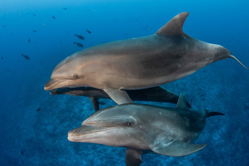 Best diving point -RANGIROA-