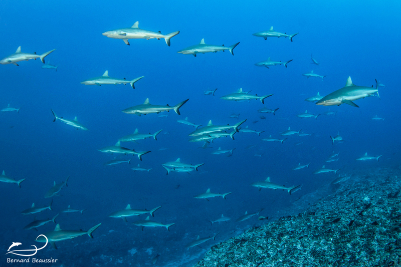 Best diving point -RANGIROA-